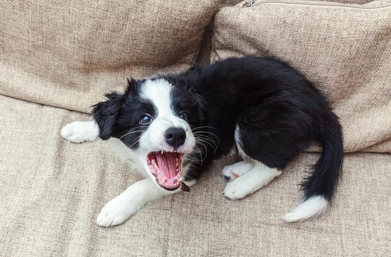 犬の拾い食いや吠える行動の原因は?