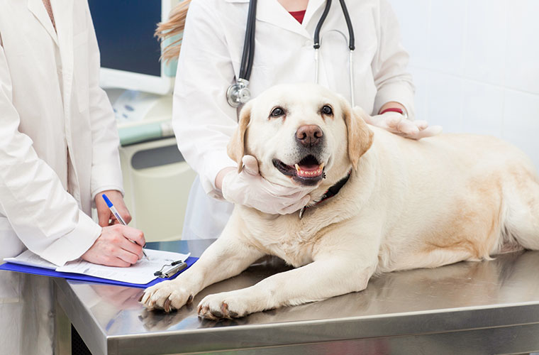 Q.犬の去勢・避妊手術で抑えられること、がんの緩和治療で家族にできることは？