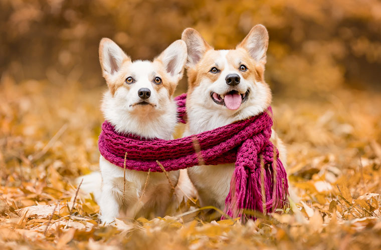 Q.真冬のヒートショック対策や、動物病院を受診するときのマナーは？