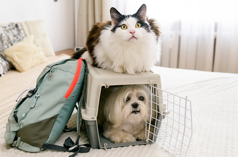 猫のフードの内容は年齢別に見直すべき？