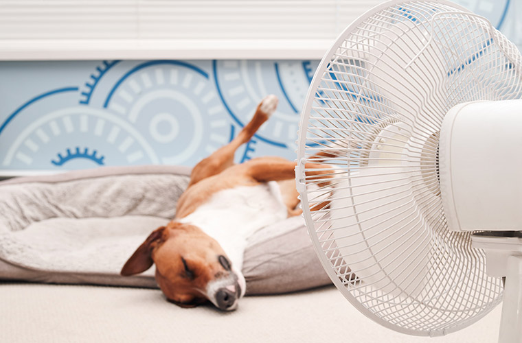 犬や猫が夏によくおなかを下す原因は？
