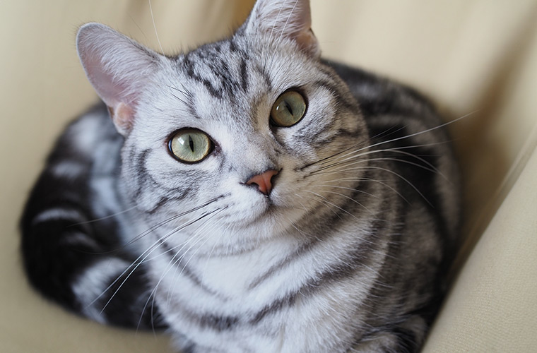 猫の嘔吐の原因と対処方法