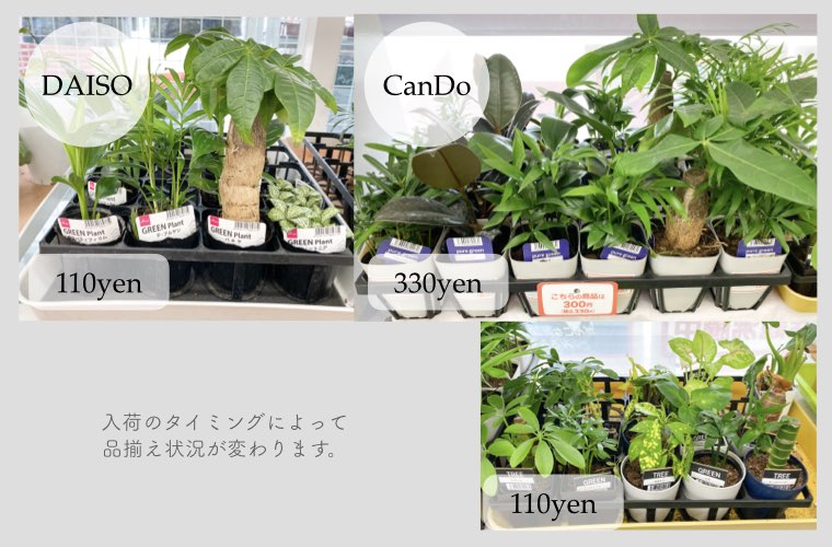 100均グッズで始める観葉植物や多肉植物寄せ植えアレンジ 人気の水耕栽培も Tanosumu たのすむ