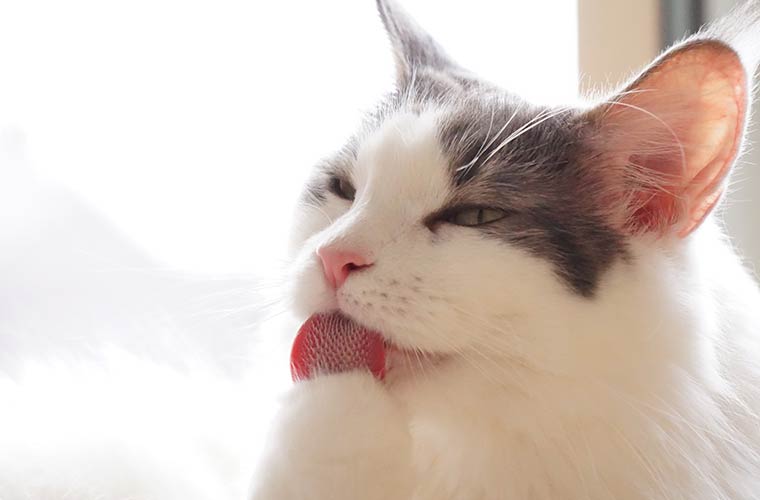 【姫路】メインクーン専門の猫カフェ「mof.mof(モフモフ)」 猫のイラストのパンケーキも