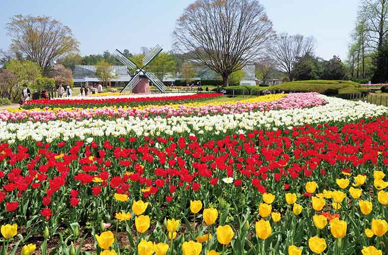 姫路周辺 4 5月が見ごろ 藤やチューリップなど花の絶景おでかけスポット13選 Tanosu タノス 兵庫県はりまエリアの地域情報サイト