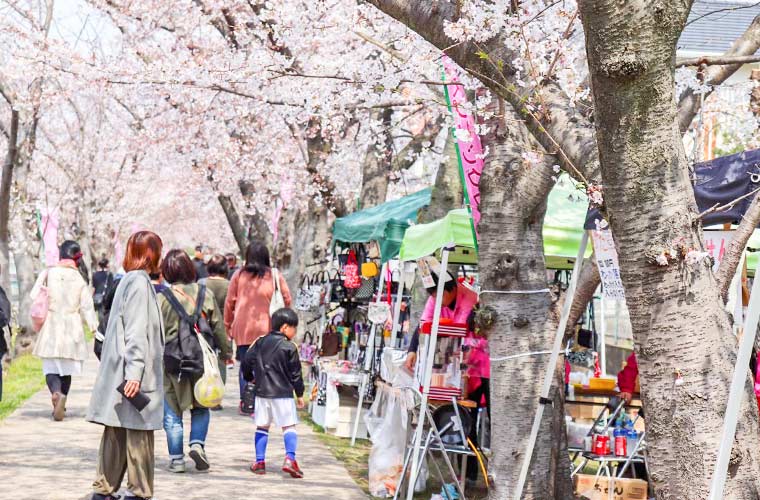 【高砂】「スプリングフェスタ鹿島川2023」開催！桜の下でグルメや夜桜ライトアップを堪能