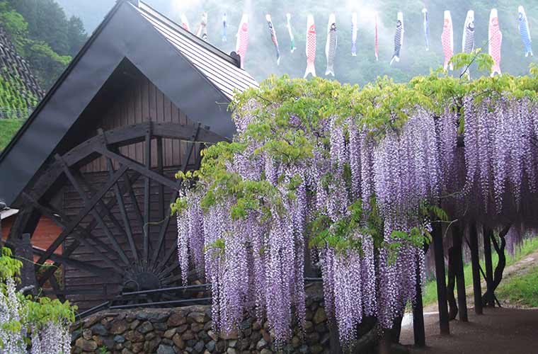 姫路周辺 4 5月が見ごろ フジやチューリップなど花の絶景おでかけスポット13選 Tanosu タノス 兵庫県はりまエリアの地域情報サイト
