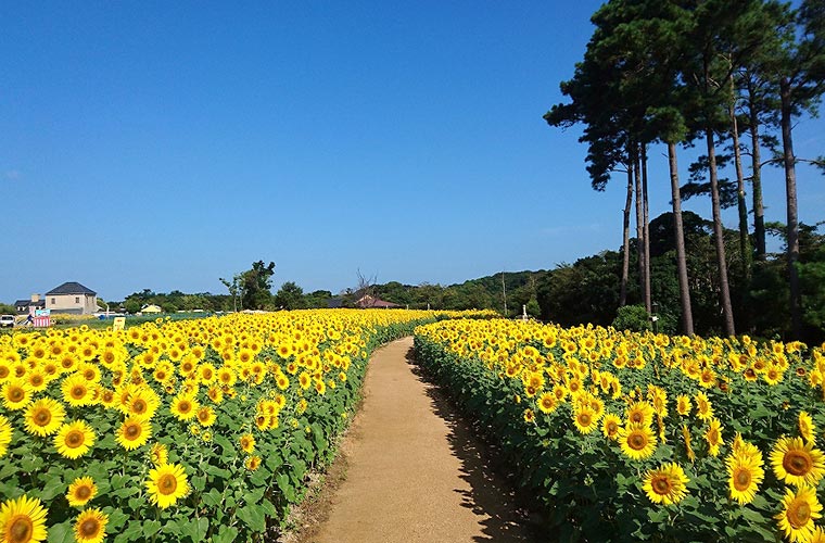年に一度の絶景スポット 兵庫県のひまわり畑9選 気になる見頃も紹介 Tanosu タノス 兵庫県はりまエリアの地域情報サイト