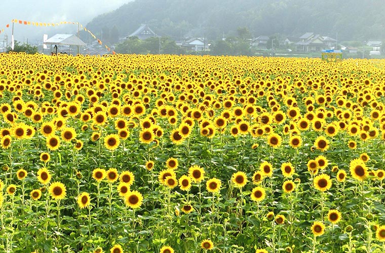 年に一度の絶景スポット 兵庫県のひまわり畑9選 気になる見頃も紹介 2020 Tanosu タノス 兵庫県はりまエリアの地域情報サイト