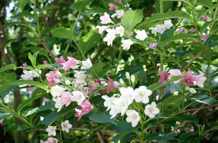 これからが見頃 アジサイが咲き誇る兵庫県のおすすめ名所 絶景スポットを紹介 Tanosu タノス 兵庫県はりまエリアの地域情報サイト