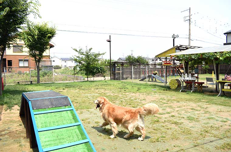 兵庫県 愛犬とドッグランやカフェが楽しめる おでかけスポット7選 Tanosu タノス 兵庫県はりまエリアの地域情報サイト