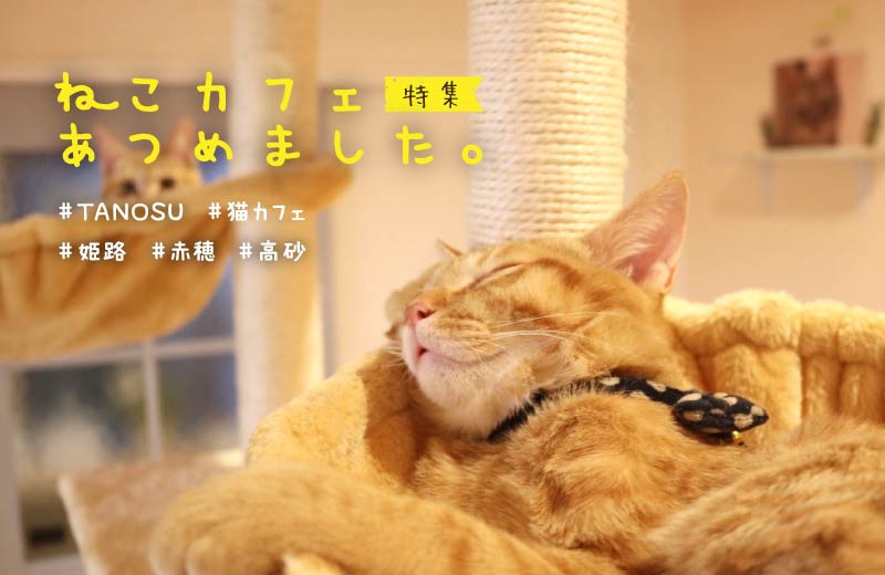 姫路 加古川 高砂 人気の猫カフェ5選 料金やシステムを紹介 猫好きの人におすすめ Tanosu タノス 兵庫県はりまエリアの地域情報サイト
