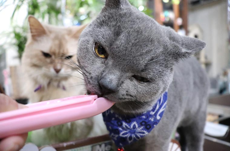 姫路 加古川 高砂 人気の猫カフェ6選 料金やシステムを紹介 猫好きの人におすすめ Tanosu タノス 兵庫県はりまエリアの地域情報サイト