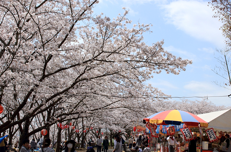 兵庫 姫路周辺のおすすめ桜スポット13選 花見で春を満喫 ライトアップ情報も Tanosu タノス 兵庫 県はりまエリアの地域情報サイト