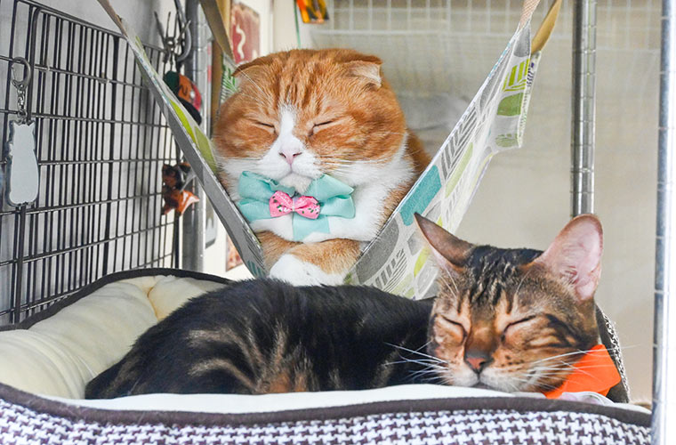 【姫路】「サロン・ド・ケイ」接客上手な猫が迎える“猫カフェ”ならぬ“猫天国”!?