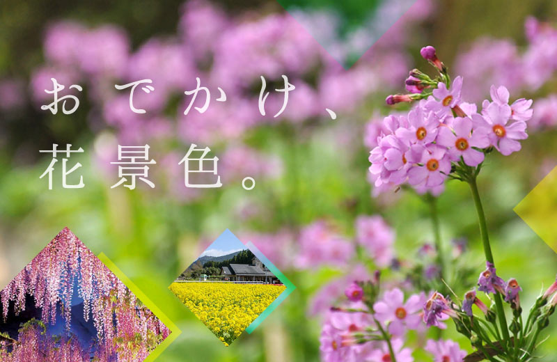 姫路周辺 4 5月が見ごろ フジやチューリップなど花の絶景おでかけスポット13選 兵庫県はりまエリア 姫路 加古川など の地域情報サイト Tanosu タノス