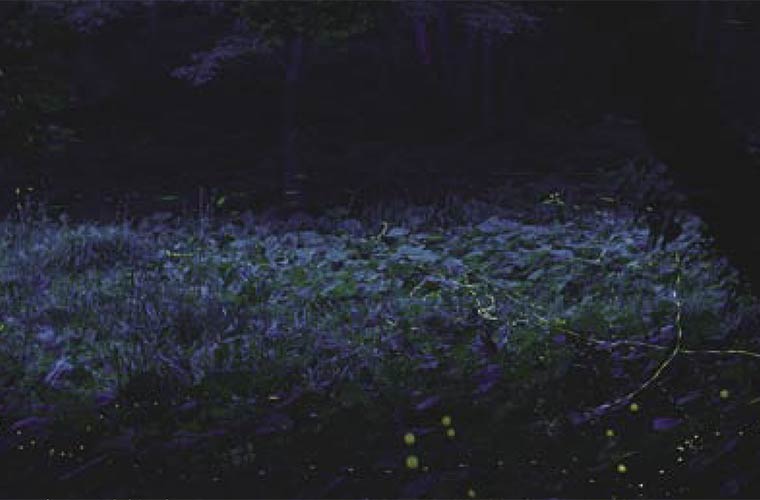 兵庫県 ホタルが観賞できるスポット7選 初夏の夜の絶景 Tanosu タノス 兵庫県はりまエリアの地域情報サイト