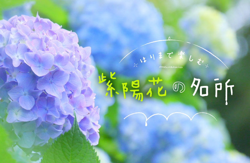 これからが見頃 アジサイが咲き誇る兵庫県のおすすめ名所 絶景スポットを紹介 Tanosu タノス 兵庫県はりまエリアの地域情報サイト