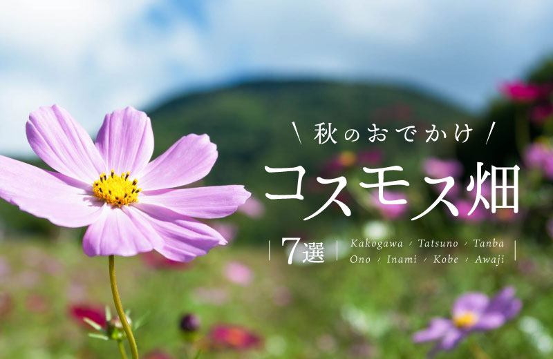 秋のおでかけにおすすめ 兵庫県のコスモス畑7選 気になる見頃も紹介 19 Tanosu タノス 兵庫県はりまエリアの地域情報サイト