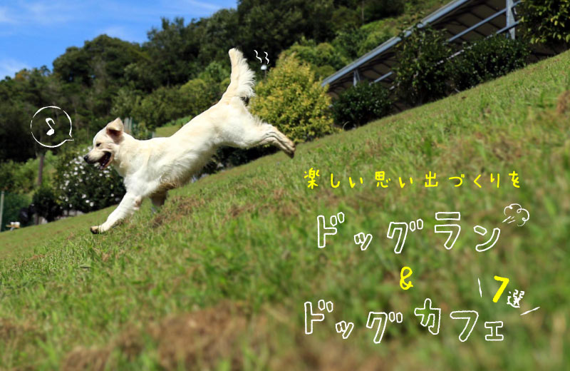 兵庫県 愛犬とドッグランやカフェが楽しめる おでかけスポット7選 兵庫県はりまエリア 姫路 加古川など の地域情報サイト Tanosu タノス