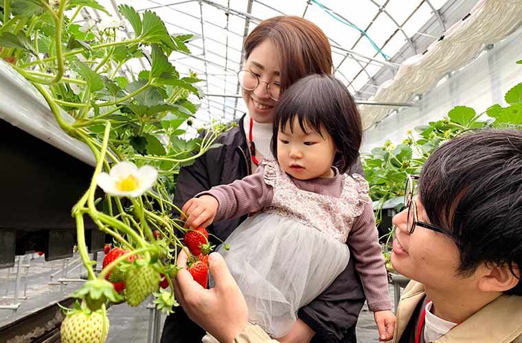 21 兵庫 姫路周辺のいちご狩りおすすめスポット16選 高設栽培 食べ放題 Tanosu タノス 兵庫県はりまエリアの地域情報サイト