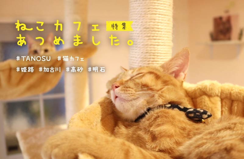 姫路 加古川 高砂 人気の猫カフェ6選 料金やシステムを紹介 猫好きの人におすすめ Tanosu タノス 兵庫県はりまエリアの地域情報サイト