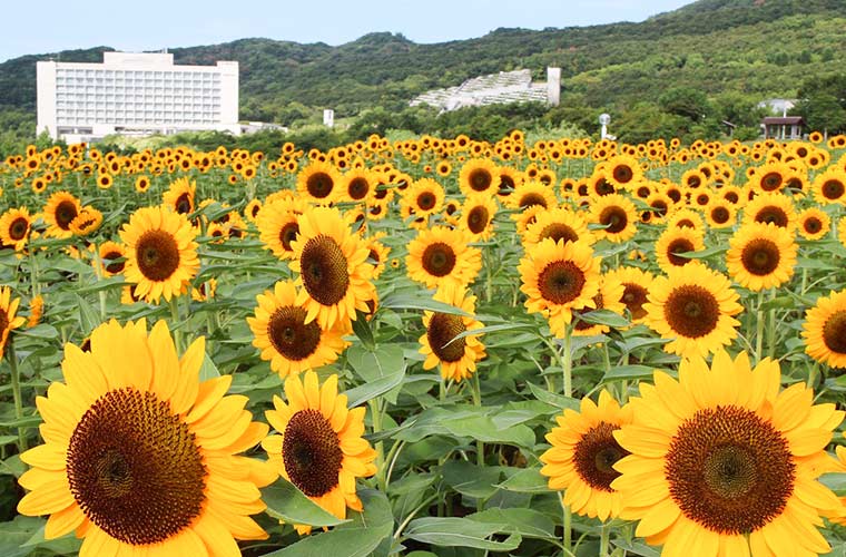 年に一度の絶景スポット 兵庫県のひまわり畑9選 気になる見頃も紹介 21 兵庫県はりまエリア 姫路 加古川など の地域情報サイト Tanosu タノス