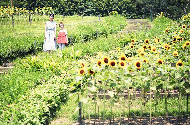 年に一度の絶景スポット 兵庫県のひまわり畑9選 気になる見頃も紹介 21 Tanosu タノス 兵庫県はりまエリアの地域情報サイト