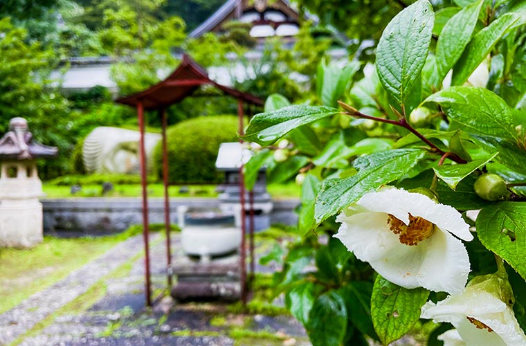 【福崎町】沙羅の寺「應聖寺」♪1日しか咲かない花の魅力とは？書院から眺める庭園も絶景！