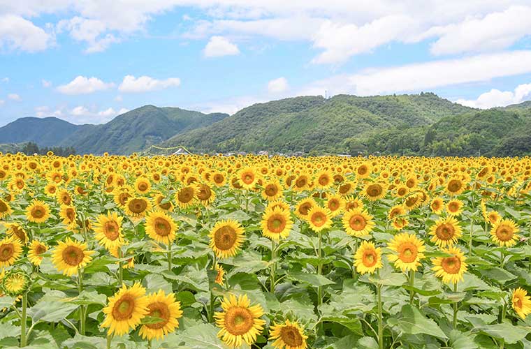 年に一度の絶景スポット 兵庫県のひまわり畑9選 気になる見頃も紹介 21 Tanosu タノス 兵庫県はりまエリアの地域情報サイト