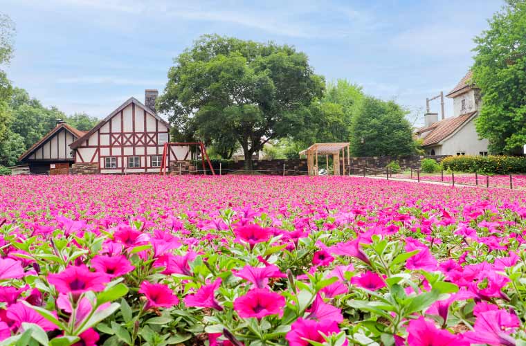 岡山県 ドイツの森 の花畑や絶景ブランコが話題 西日本最大級のドッグランも 兵庫県はりまエリア 姫路 加古川など の地域情報サイト Tanosu タノス