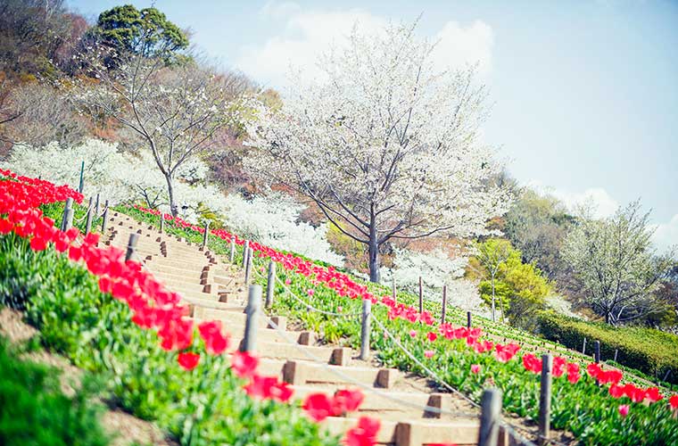 兵庫県 春の花畑スポット21選 チューリップや菜の花など 名所から穴場までたっぷり紹介 兵庫県はりまエリア 姫路 加古川など の地域情報サイト Tanosu タノス