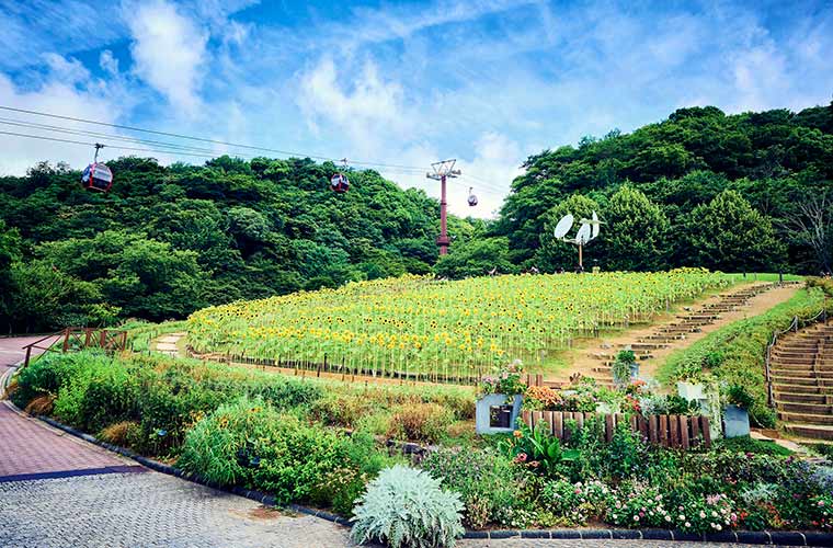 兵庫県】ひまわり畑11選！夏に行きたい絶景スポット♪気になる見ごろも