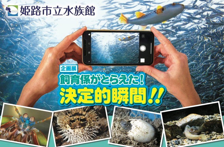 姫路市立水族館で企画展「飼育係がとらえた決定的瞬間」を開催！美しき生き物の世界を体験して