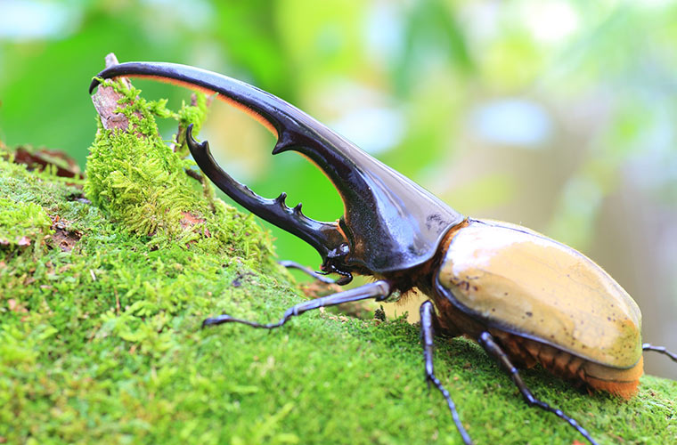 【神河町】「ヨーデルの森」に昆虫爬虫類館「わくわくふれあいジャングル」誕生！