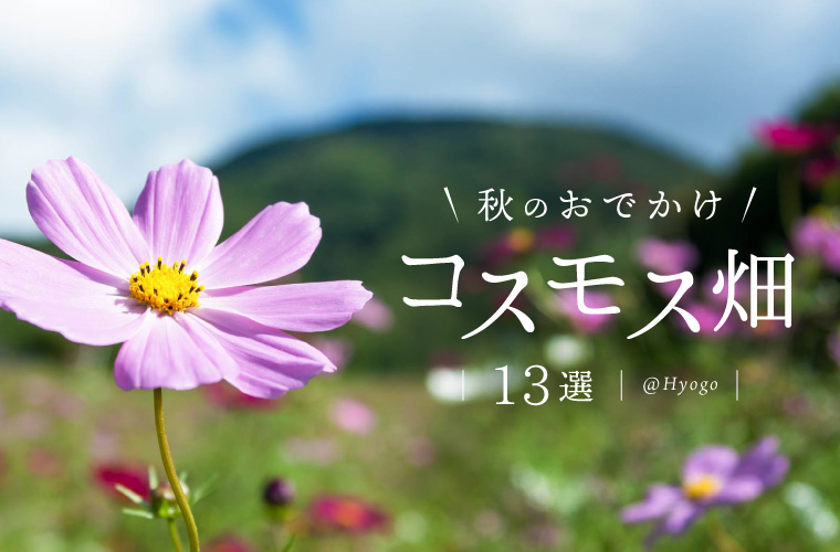 【兵庫県】コスモスの名所13選！見ごろやイベント情報も紹介♪秋のおでかけにおすすめ(2025)