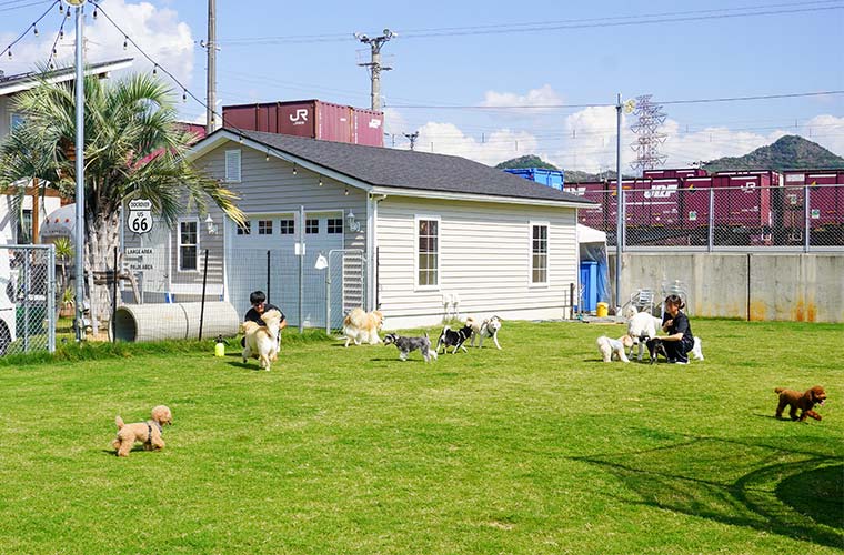 【姫路】ワンちゃんの幼稚園「ドックローバー」で“犬育”♪遊び×学びで愛犬との暮らしをもっと豊かに