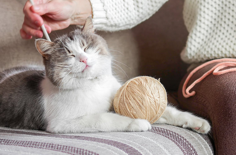 タノスライターが深堀り！ペットのお悩みQ＆A「シニア猫に多い腎臓病との向き合い方や、フードの種類・量を見直すタイミングは？」