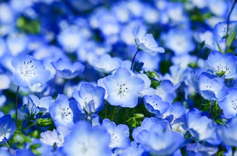 「こうべアグリパークネモフィラの丘 2026」開催！約100万輪が咲き誇る大パノラマ♪