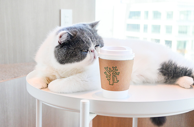 【姫路】駅直結！姫路城を望む「猫カフェMOCHA ピオレ姫路店」で個性豊かな猫ちゃんに癒やされて