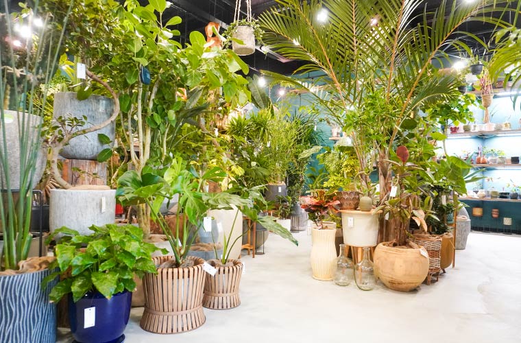【たつの】植物専門店「バーレルプランツ」が移転！“一点もの”の観葉植物で空間に彩りと個性を