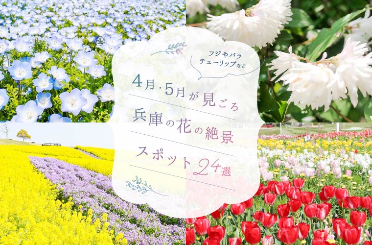 【兵庫県】春の花畑スポット24選♪ネモフィラや菜の花など、名所から穴場まで紹介(2026)