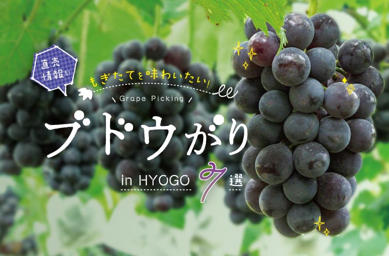 【兵庫県】最安大人1,000円〜楽しめるブドウ狩りスポット7選！シャインマスカットの食べ放題も